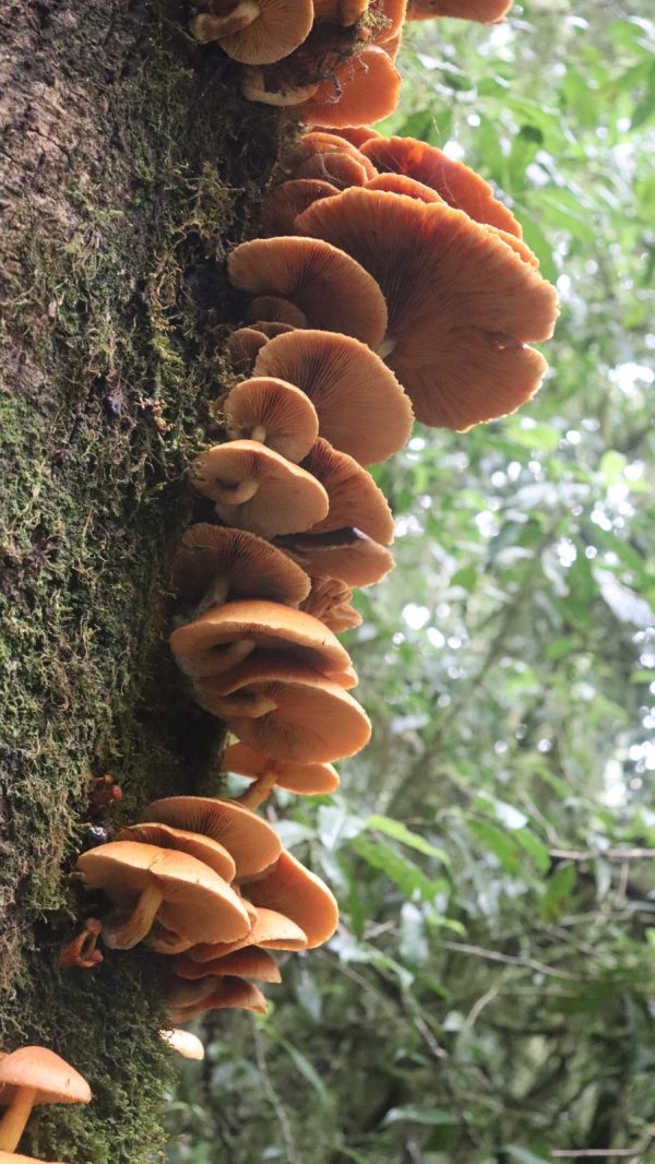 IMG_9950